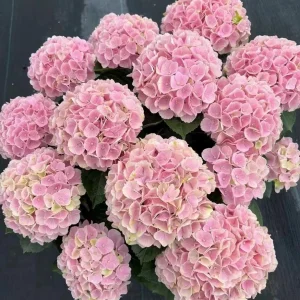 Hydrangea macrophylla Magical Revolution Live Plant - Color Changing Blooms - Image 6