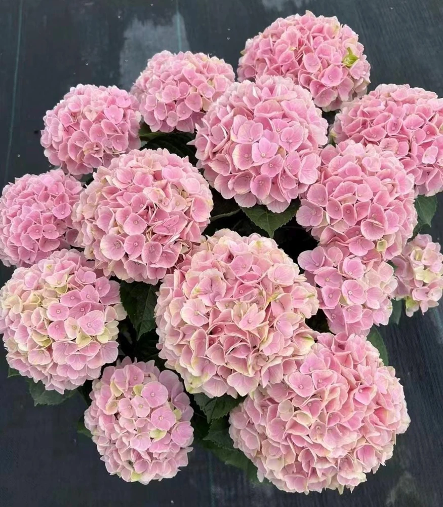 Hydrangea macrophylla Magical Revolution Live Plant - Color Changing Blooms - Image 6