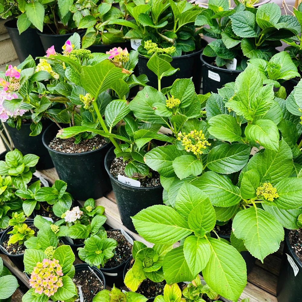 Hydrangea macrophylla Magical Revolution Live Plant - Color Changing Blooms - Image 7
