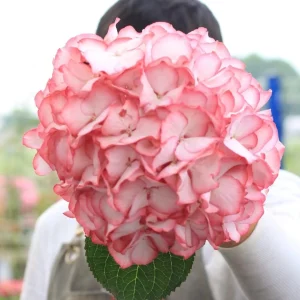 Hydrangea macrophylla 'Pink Beauty' Live Plant – Pink Flowering Shrub – Outdoor Garden - Image 2