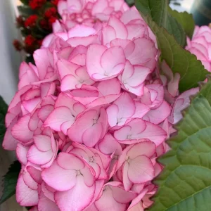 Hydrangea macrophylla 'Pink Beauty' Live Plant – Pink Flowering Shrub – Outdoor Garden - Image 3
