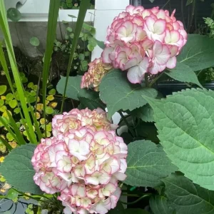 Hydrangea macrophylla 'Pink Beauty' Live Plant – Pink Flowering Shrub – Outdoor Garden - Image 4