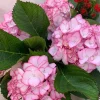 Hydrangea macrophylla 'Pink Beauty' Live Plant – Pink Flowering Shrub – Outdoor Garden - Image 1