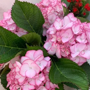 Hydrangea macrophylla 'Pink Beauty' Live Plant – Pink Flowering Shrub – Outdoor Garden - Image 1