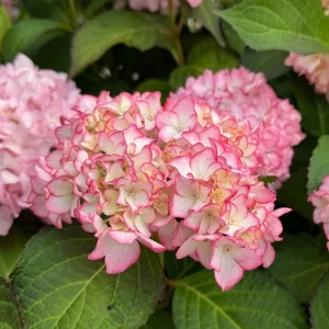 Hydrangea macrophylla 'Sabrina' Live Plant - Multi-Toned Blooms, Bigleaf Shrub - Image 2