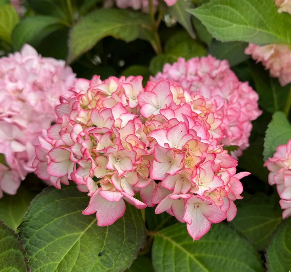 Hydrangea macrophylla 'Sabrina' Live Plant - Multi-Toned Blooms, Bigleaf Shrub - Image 2