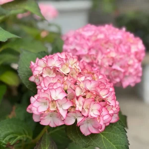 Hydrangea macrophylla 'Sabrina' Live Plant - Multi-Toned Blooms, Bigleaf Shrub - Image 3