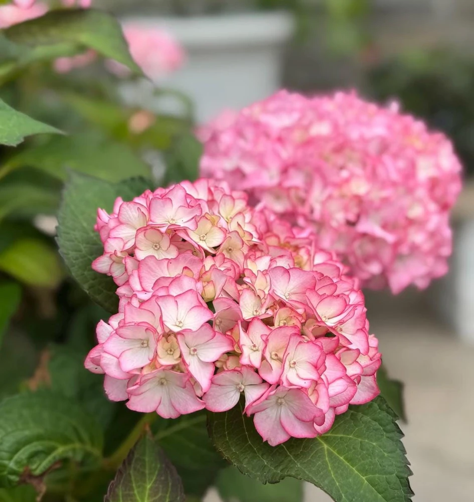 Hydrangea macrophylla 'Sabrina' Live Plant - Multi-Toned Blooms, Bigleaf Shrub - Image 3