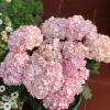 Hydrangea macrophylla 'Sabrina' Live Plant - Multi-Toned Blooms, Bigleaf Shrub - Image 1