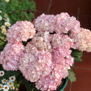 Hydrangea macrophylla 'Sabrina' Live Plant - Multi-Toned Blooms, Bigleaf Shrub - Image 1