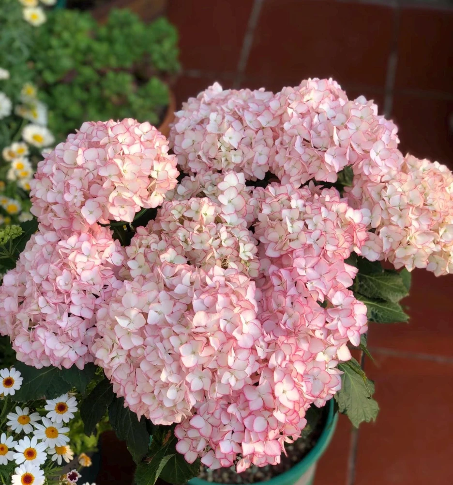 Hydrangea macrophylla 'Sabrina' Live Plant - Multi-Toned Blooms, Bigleaf Shrub - Image 1