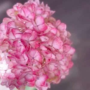 Hydrangea macrophylla 'Sabrina' Live Plant - Multi-Toned Blooms, Bigleaf Shrub - Image 4