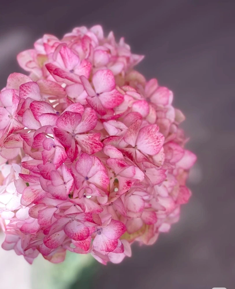 Hydrangea macrophylla 'Sabrina' Live Plant - Multi-Toned Blooms, Bigleaf Shrub - Image 4