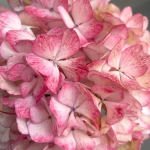 Hydrangea macrophylla 'Sabrina' Live Plant - Multi-Toned Blooms, Bigleaf Shrub - Image 5