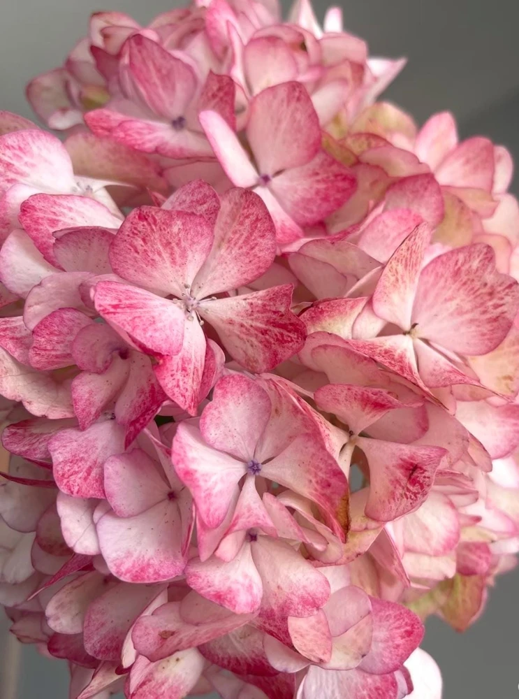 Hydrangea macrophylla 'Sabrina' Live Plant - Multi-Toned Blooms, Bigleaf Shrub - Image 5
