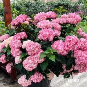 Hydrangea macrophylla 'Sabrina' Live Plant - Multi-Toned Blooms, Bigleaf Shrub - Image 6