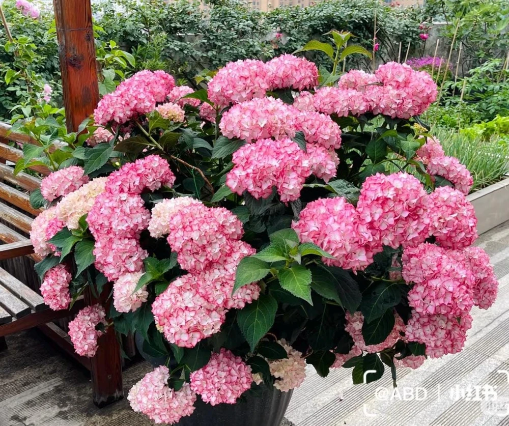 Hydrangea macrophylla 'Sabrina' Live Plant - Multi-Toned Blooms, Bigleaf Shrub - Image 6