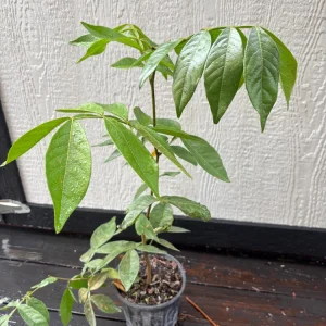 Ice Cream Bean Live Tree - 3 Gallon - Tropical Edible Fruit Plant - Image 2
