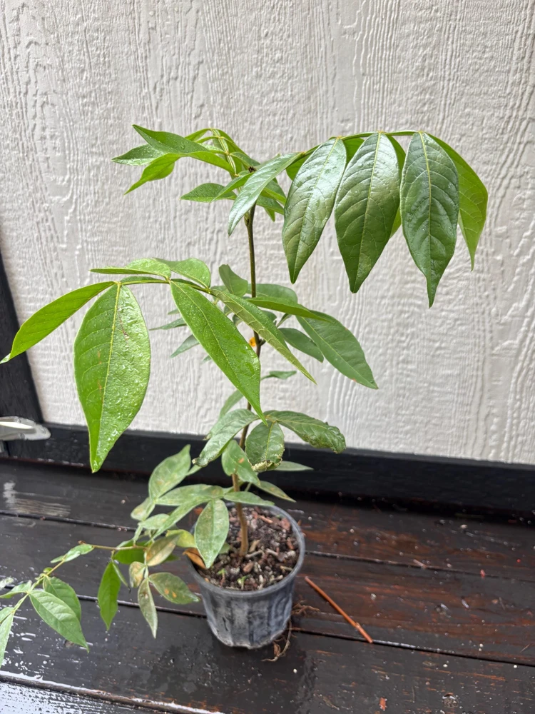 Ice Cream Bean Live Tree - 3 Gallon - Tropical Edible Fruit Plant - Image 2