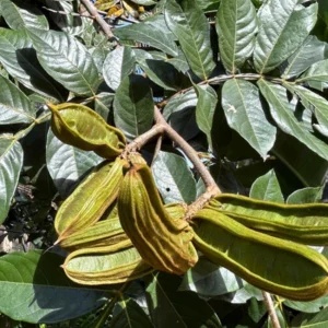Ice Cream Bean Live Tree - 3 Gallon - Tropical Edible Fruit Plant - Image 3
