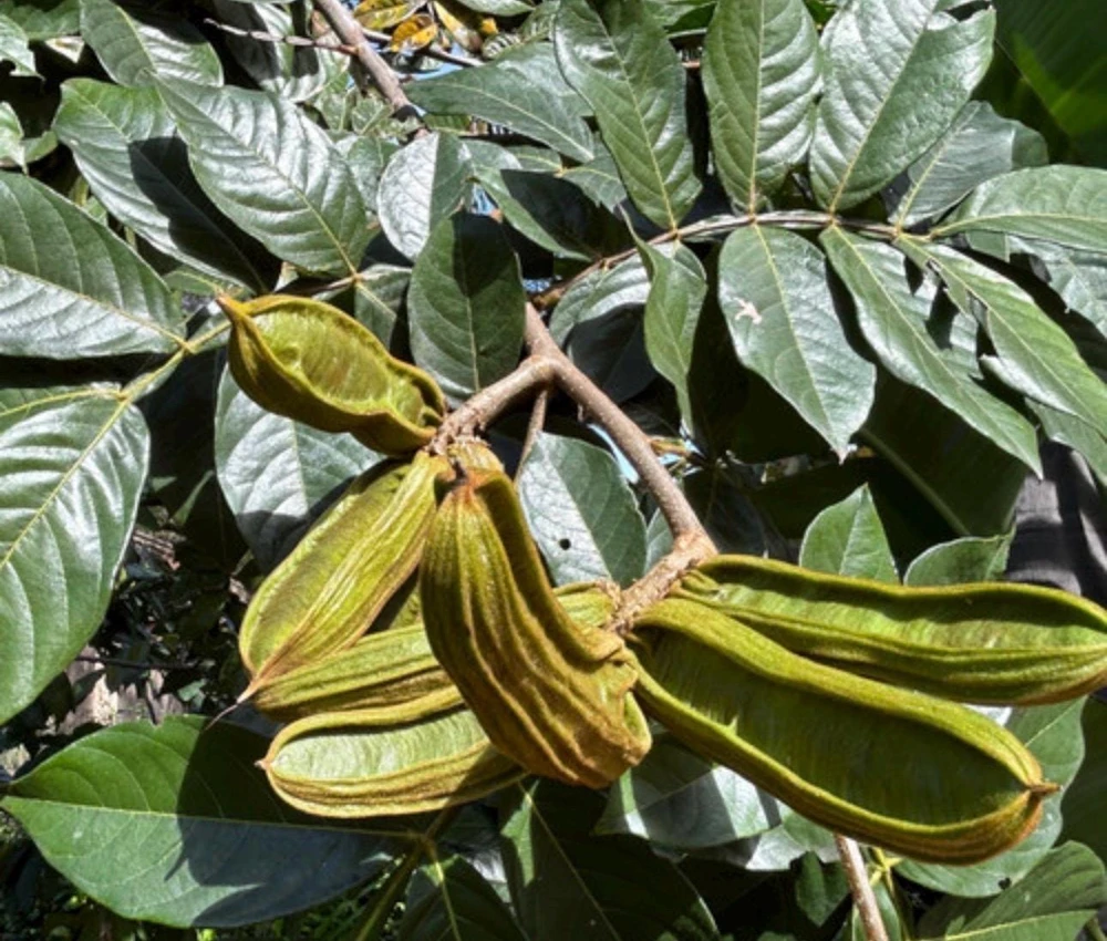 Ice Cream Bean Live Tree - 3 Gallon - Tropical Edible Fruit Plant - Image 3