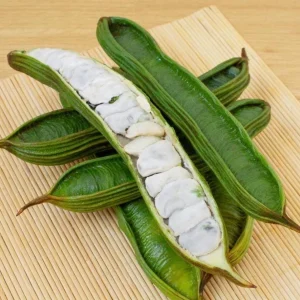 Ice Cream Bean Live Tree - 3 Gallon - Tropical Edible Fruit Plant - Image 1