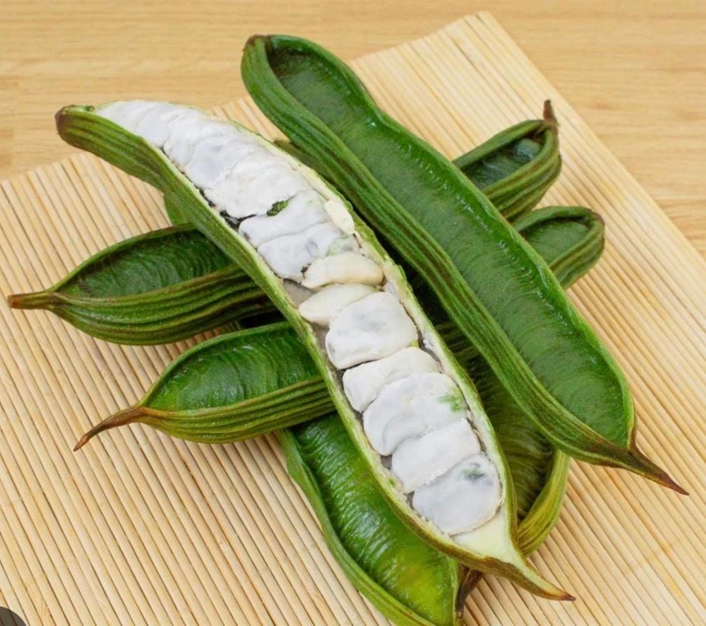 Ice Cream Bean Live Tree - 3 Gallon - Tropical Edible Fruit Plant - Image 1