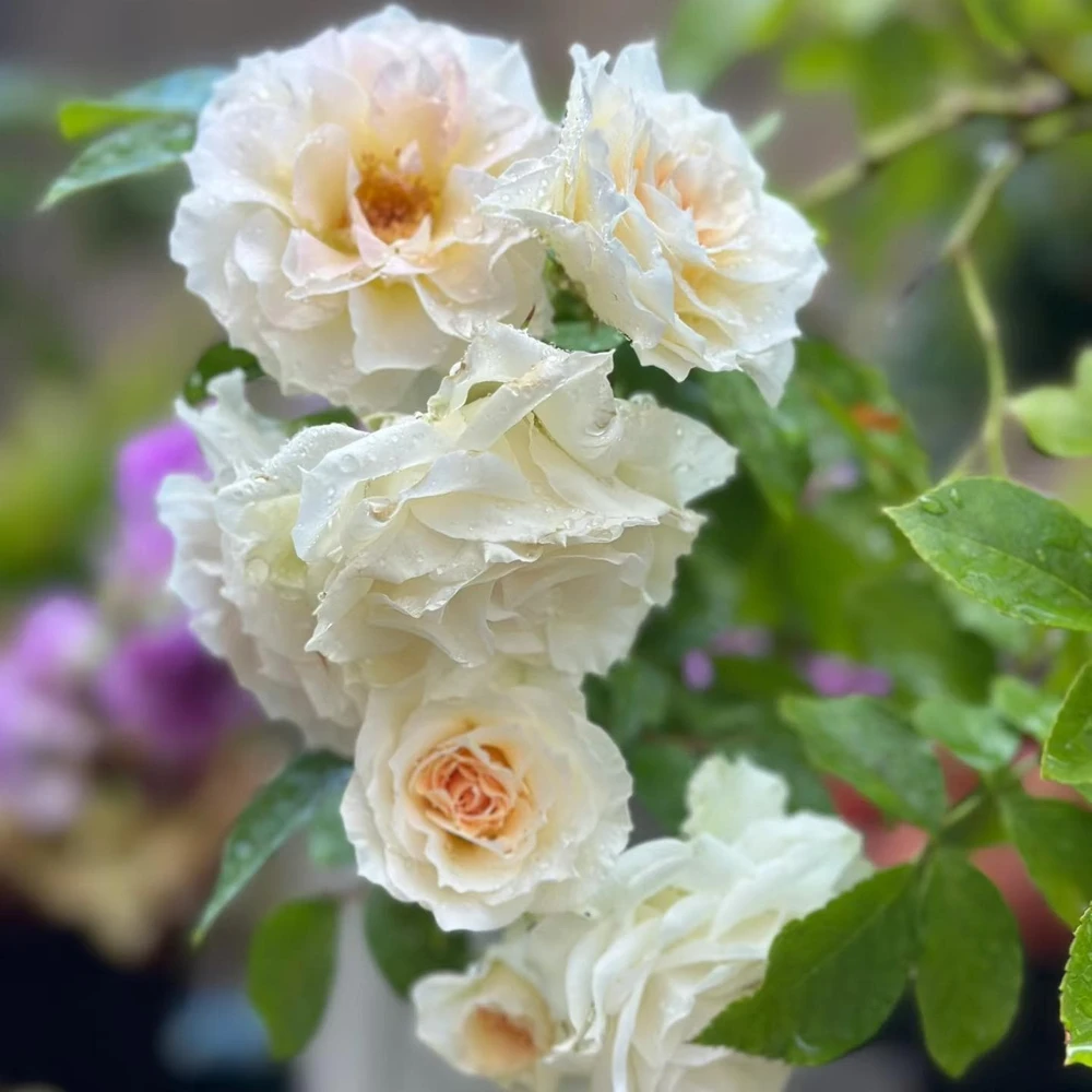 Ice Cream Miniature Rose Live Plant - 1 Gallon Pot, Yellow & White Flowers - Image 2