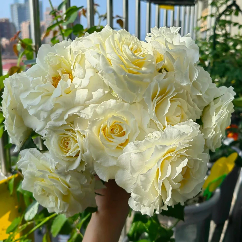 Ice Cream Miniature Rose Live Plant - 1 Gallon Pot, Yellow & White Flowers - Image 3