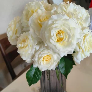 Ice Cream Miniature Rose Live Plant - 1 Gallon Pot, Yellow & White Flowers - Image 5