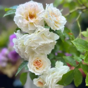 Ice Cream Miniature Rose Live Plant – Yellow & White, 1 Gallon Pot - Image 2