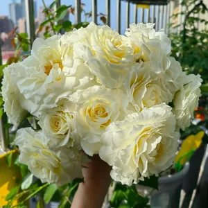 Ice Cream Miniature Rose Live Plant – Yellow & White, 1 Gallon Pot - Image 3