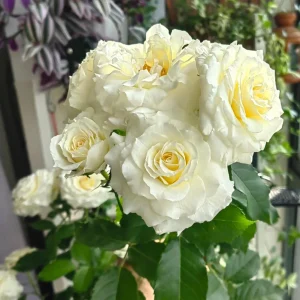 Ice Cream Miniature Rose Live Plant – Yellow & White, 1 Gallon Pot - Image 4
