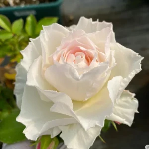 Ice Cream Miniature Rose Live Plant – Yellow & White, 1 Gallon Pot - Image 1