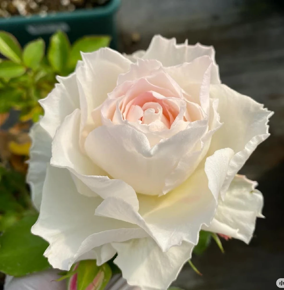 Ice Cream Miniature Rose Live Plant – Yellow & White, 1 Gallon Pot - Image 1