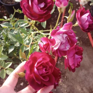 Iceberg Burgundy Rose Live Plant – 1 Gallon Pot – Outdoor Flowering Shrub - Image 2