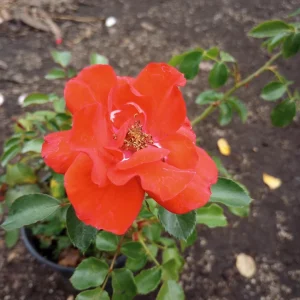 Iceberg Red Rose Live Plant, 1 Gallon Pot, Outdoor Shrub, Red Flowers - Image 2