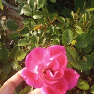 Iceberg Rose Live Plant – White Floribunda Rose Bush in 1 Gallon Pot - Image 3