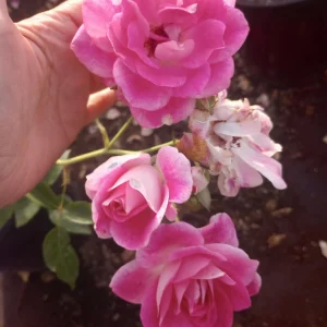 Iceberg Rose Live Plant – White Floribunda Rose Bush in 1 Gallon Pot - Image 4