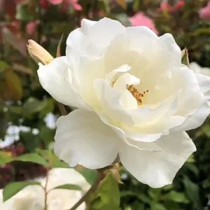 Iceberg White Rose Live Plant - 1 Gallon Pot - Outdoor Shrub - Image 2
