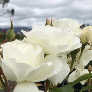 Iceberg White Rose Live Plant - 1 Gallon Pot - Outdoor Shrub - Image 3