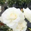 Iceberg White Rose Live Plant - 1 Gallon Pot - Outdoor Shrub - Image 1