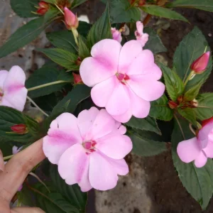 Impatiens Live Plant – 6 Inch Pot – Vibrant Outdoor Flowers – Full Sun to Partial Shade - Image 1