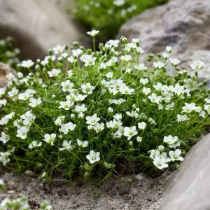Irish Moss Live Plant (Sagina subulata) - 4