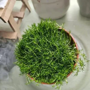 Irish Moss Live Plant (Sagina subulata) - 4