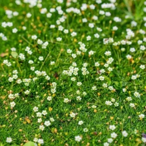 Irish Moss Live Plant (Sagina subulata) - 4