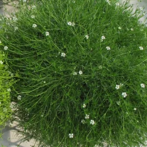 Irish Moss Live Plant (Sagina subulata) - 4