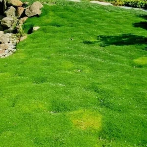 Irish Moss Live Plant (Sagina subulata) - 4