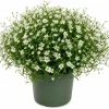 Irish Moss Live Plant (Sagina subulata) - 4" Pot, Dense Green Groundcover - Image 1