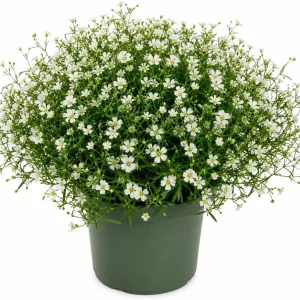 Irish Moss Live Plant (Sagina subulata) - 4
